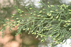 Thuja orientalis